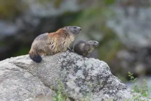 Aosta: Alpine Marmot