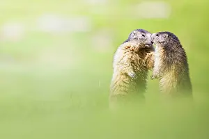 Vanoise: Alpine marmot