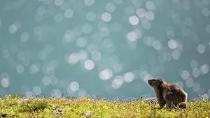 Bokeh: Alpine marmot
