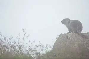 Vanoise: Alpine Marmot