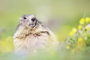 Marmot: Alpine Marmot