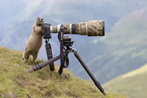 Marmot: Alpine Marmot - adult marmot behind a camera - National