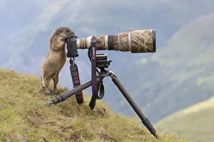 Marmot: Alpine Marmot - adult marmot behind a camera - National