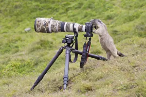 Marmot: Alpine Marmot - adult marmot behind a camera - National