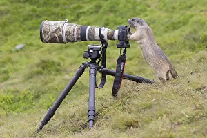 Marmot: Alpine Marmot - adult marmot behind a camera - National