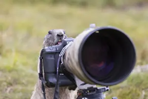 Marmot: Alpine Marmot - adult marmot behind a camera - National