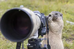 Marmot: Alpine Marmot - adult marmot behind a camera - National