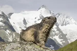 190219: Alpine Marmot - adult marmot with mount Grossglockner