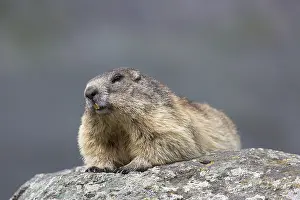 190219: Alpine Marmot - adult marmot, - National Park Hohe