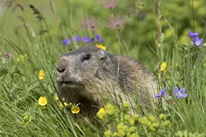 190219: Alpine Marmot - adult marmot, - National Park Hohe