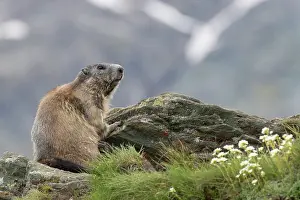 Marmot: Alpine Marmot - adult marmot - National Park Hohe