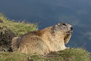 Marmot: Alpine Marmot - adult marmot - National Park Hohe
