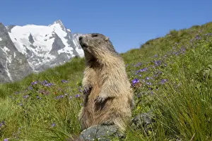 190219: Alpine Marmot - adult marmot standing with mount