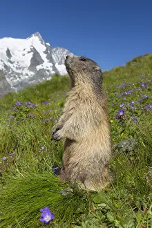 190219: Alpine Marmot - adult marmot standing with mount