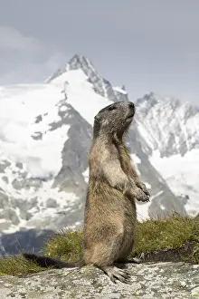 190219: Alpine Marmot - adult marmot standing with mount