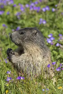 Marmots: Alpine Marmot - adult marmot standing - National