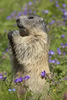 Marmots: Alpine Marmot - adult marmot standing - National