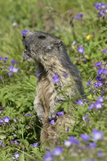 Marmot: Alpine Marmot - adult marmot standing - National