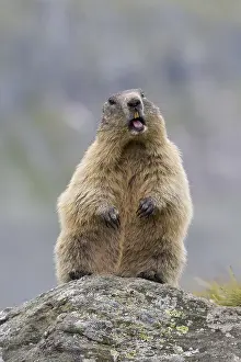 190219: Alpine Marmot - adult marmot standing - National