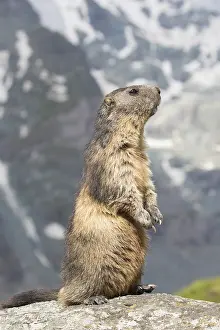 190219: Alpine Marmot - adult marmot standing - National