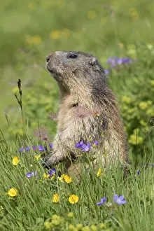 190219: Alpine Marmot - adult marmot standing - National