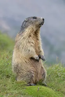 Marmot: Alpine Marmot - adult marmot standing - National