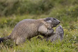 Marmots: Alpine Marmot - adult and young marmot playing