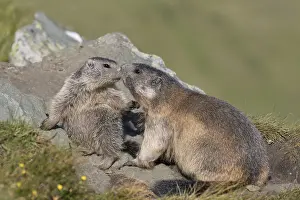 Marmots: Alpine Marmot - adult and young marmot playing