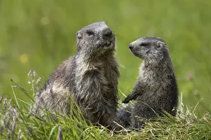 Marmots: Alpine Marmot - adult and young marmot playing