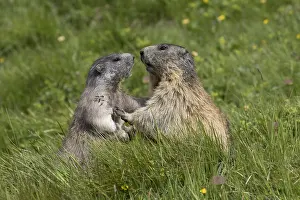 Marmot: Alpine Marmot - adult and young marmot playing