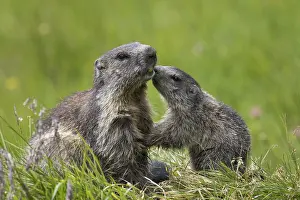 Marmot: Alpine Marmot - adult and young marmot playing