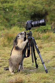 Tripod: Alpine Marmot - with camera on tripod