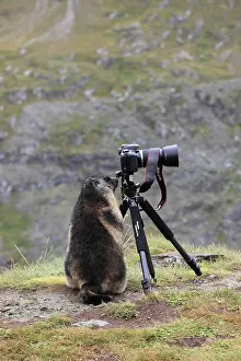 Tripod: Alpine Marmot - with camera on tripod