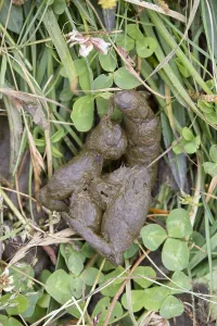 Faeces: Alpine Marmot - droppings - Hohe Tauern National