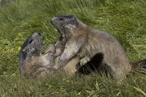Marmots: Alpine Marmot - fighting marmots - National Park