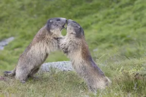 Marmots: Alpine Marmot - fighting marmots - National Park