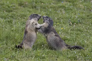 Marmot: Alpine Marmot - fighting marmots - National Park