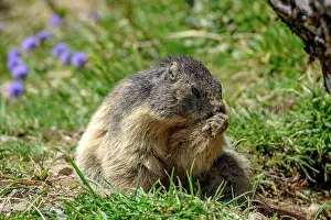 Aravis: Alpine Marmot grooming, Aravis, Haute-Savoie, France