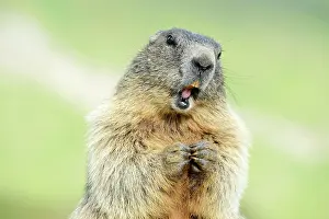 Opened: Alpine Marmot, Grossglockner, Hohe Tauern National