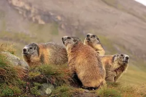 Huddled: Alpine Marmot - group
