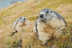 Marmot: Alpine marmot, Kaiser-Franz-Josefs-H' he, High Tauern