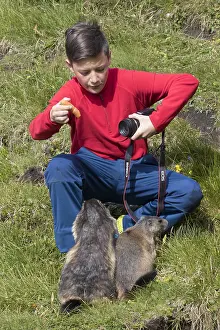 Marmot: Alpine Marmot - marmot is feeding by a boy - National