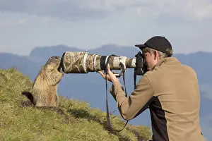 Marmot: Alpine Marmot - marmot and photographer - National