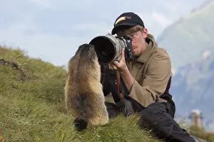 Marmot: Alpine Marmot - marmot and photographer - National