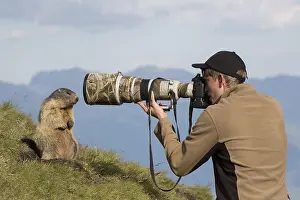 Marmot: Alpine Marmot - marmot and photographer - National