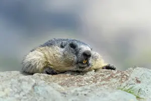 Xerinae: Alpine Marmot (Marmota marmota), Hohe Tauern National