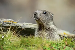 Concentration: Alpine Marmot, Marmota marmota, Switzerland, Europe