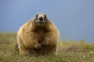 Marmot: Alpine Marmot (Marmota marmota), Hohe Tauern National