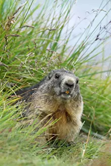 Marmot: Alpine Marmot (Marmota marmota), Hohe Tauern National