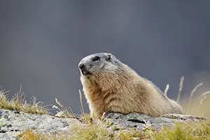 Marmot: Alpine marmot (Marmota marmota)